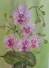 orchides-laquarelle. sylvie hourtal.jpg